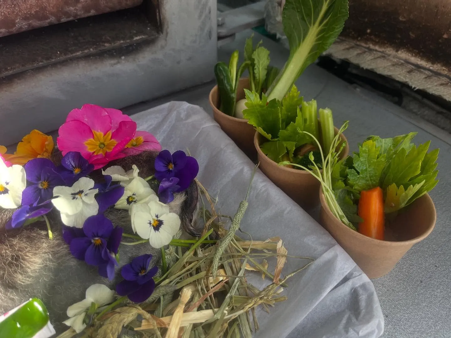 瑞穂区在住のお野菜大好きモルモットちゃん。