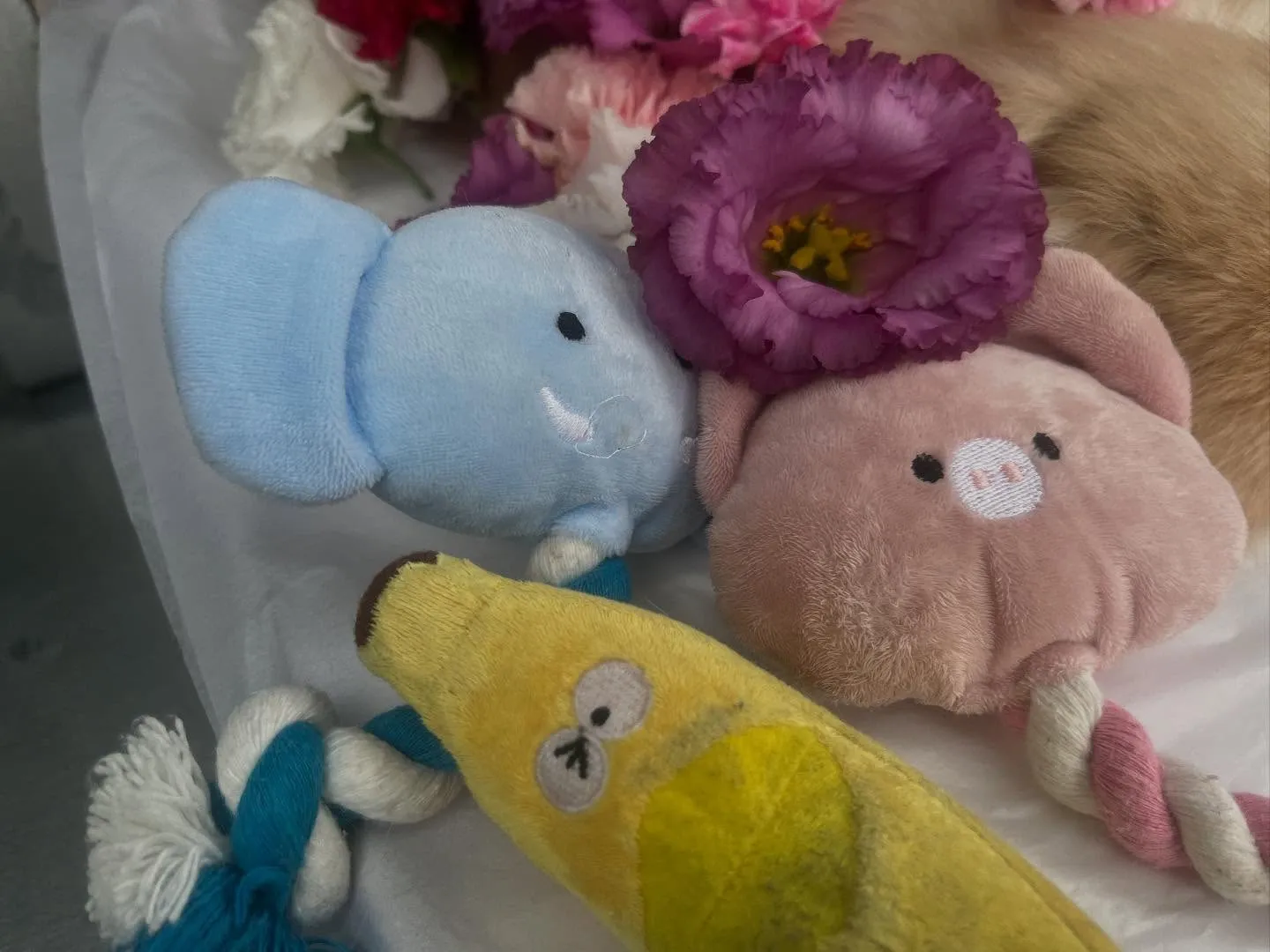 ポメラニアンちゃんのペット火葬【大治町】