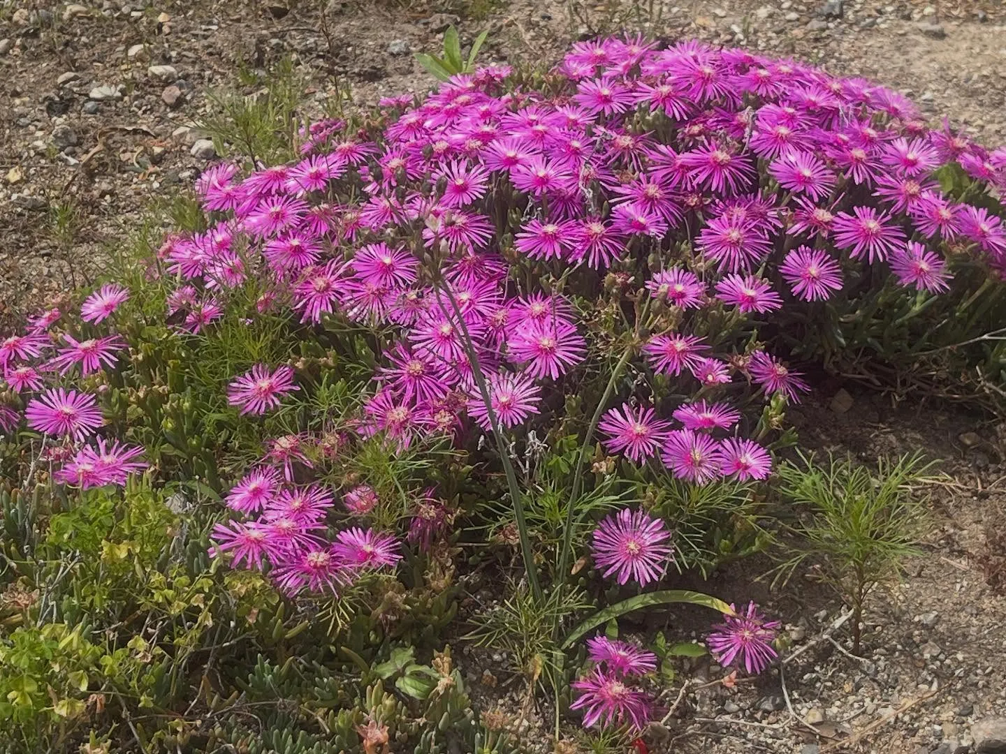 今日は強風の中のペット火葬でした。