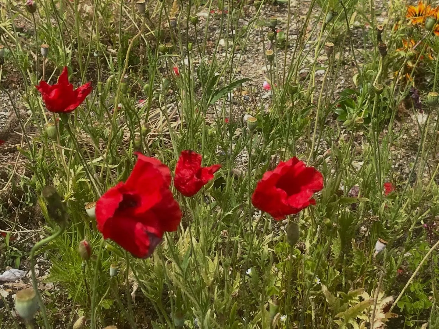 今日は強風の中のペット火葬でした。