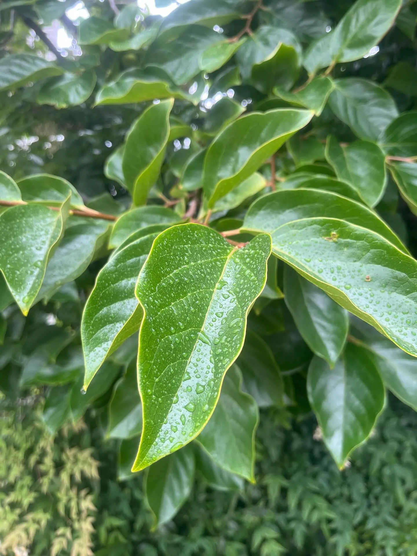 梅雨☂️入りしてしまいました。