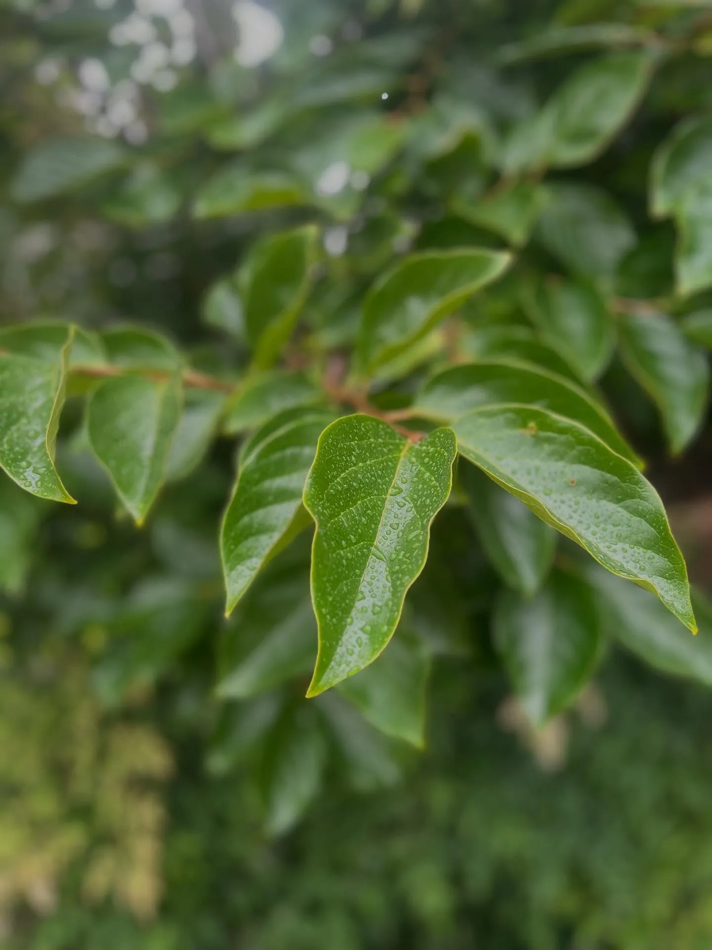 梅雨☂️入りしてしまいました。