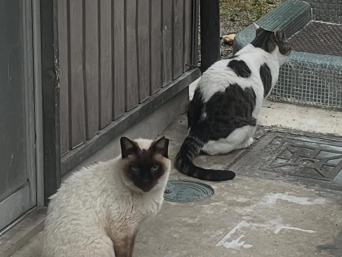 ペット火葬の帰りに猫🐈ちゃん。