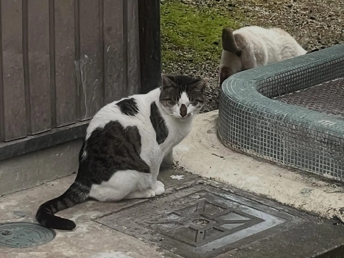 ペット火葬の帰りに猫🐈ちゃん。