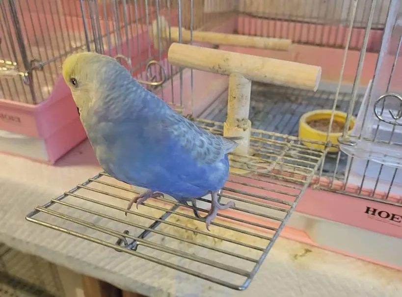 友人のセキセイインコの火葬を執り行いました。