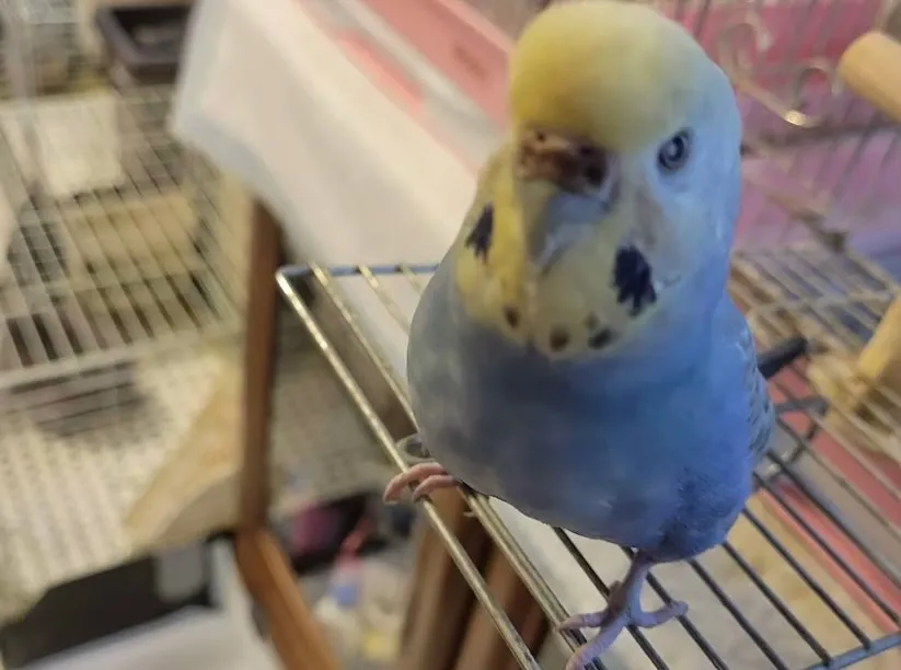 友人のセキセイインコ🦜の火葬を執り行いました。