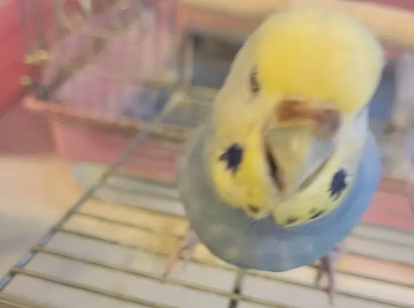 友人のセキセイインコ🦜の火葬を執り行いました。
