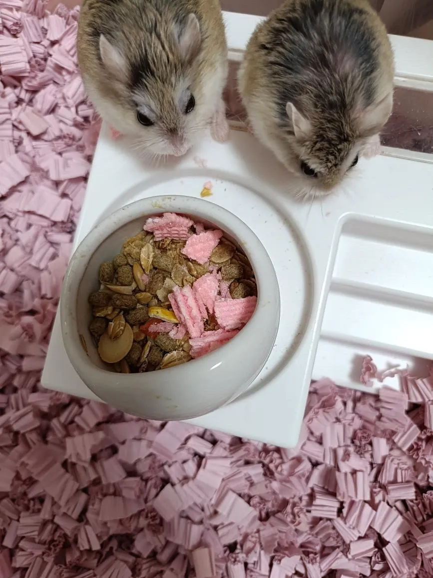 ハムスター🐹ちゃんのご火葬。