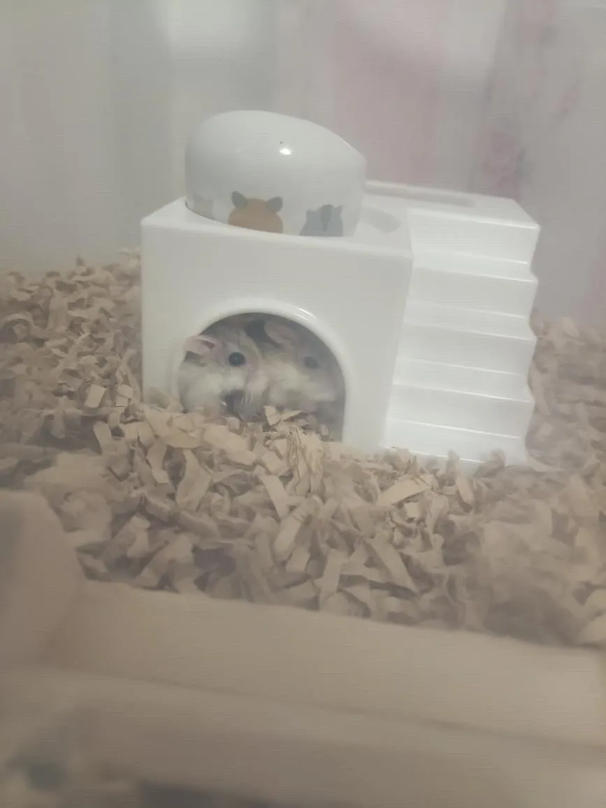ハムスター🐹ちゃんのご火葬。