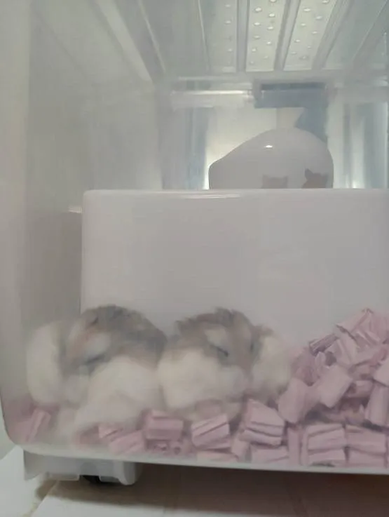 ハムスター🐹ちゃんのご火葬。