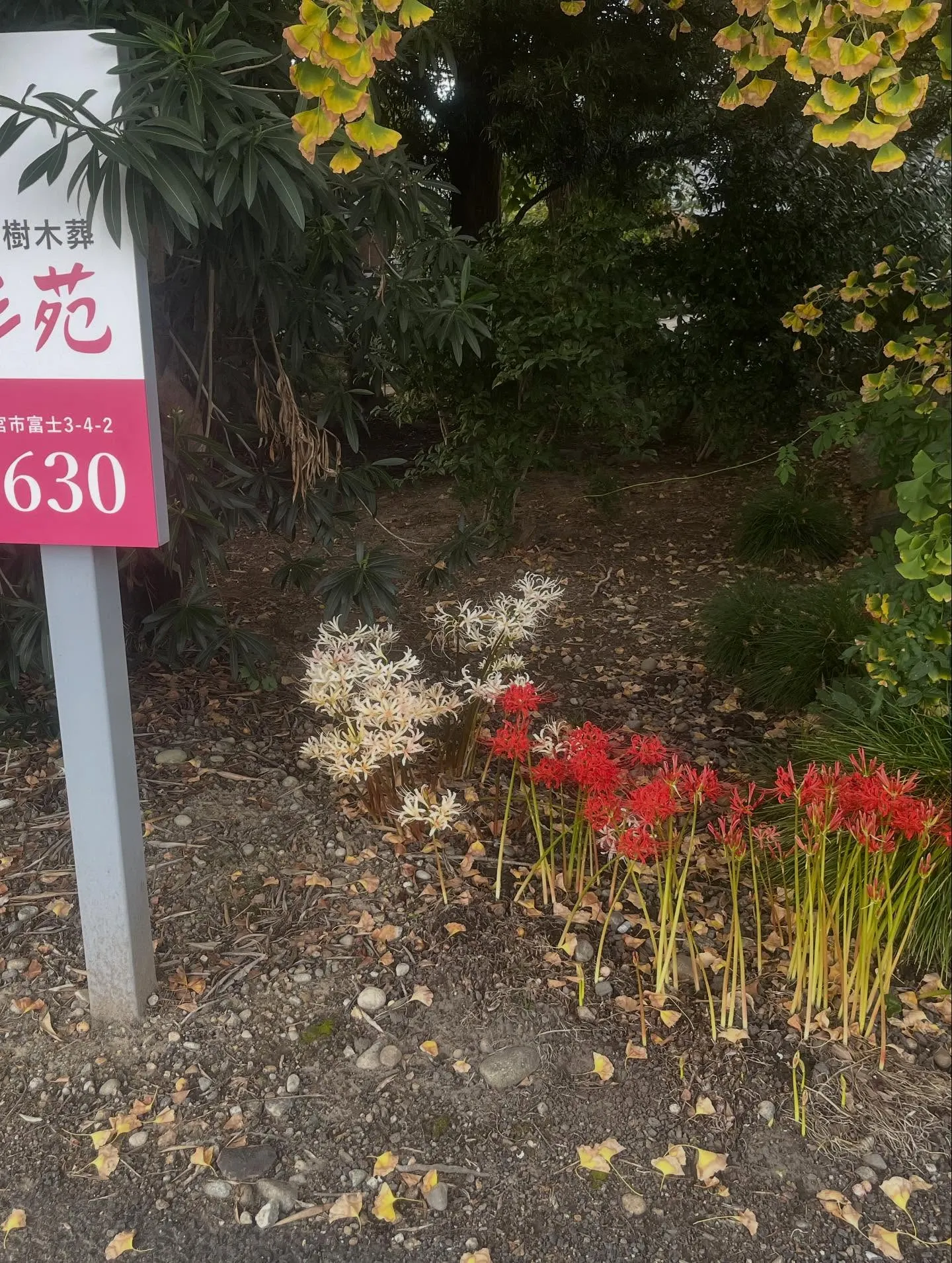 ペットの遺骨を協力寺院に埋葬いたしました。