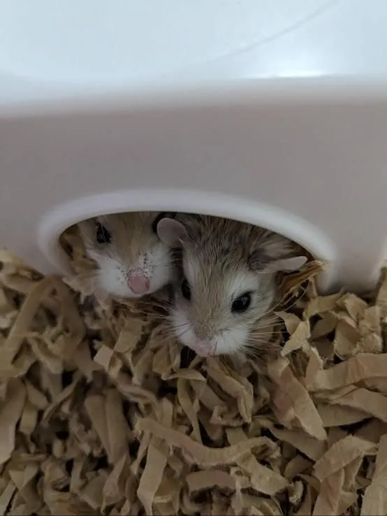 ロボロフの兄弟が旅立ちました。