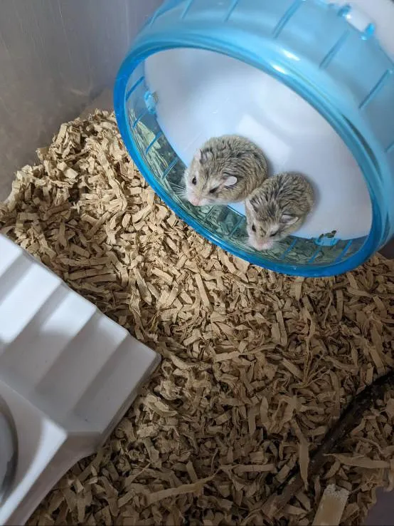 ロボロフの兄弟が旅立ちました。