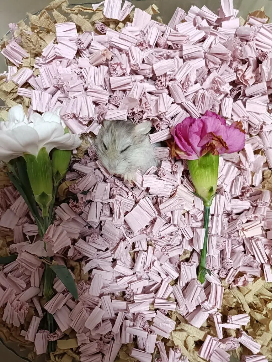 ロボロフの兄弟が旅立ちました。