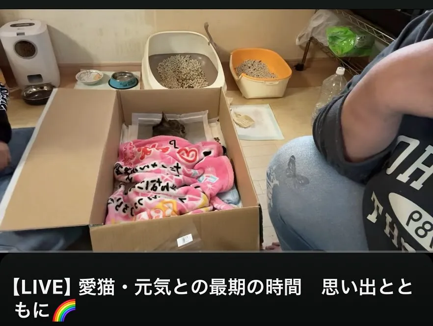 YouTuber猫ちゃんの元気ちゃんのご火葬。