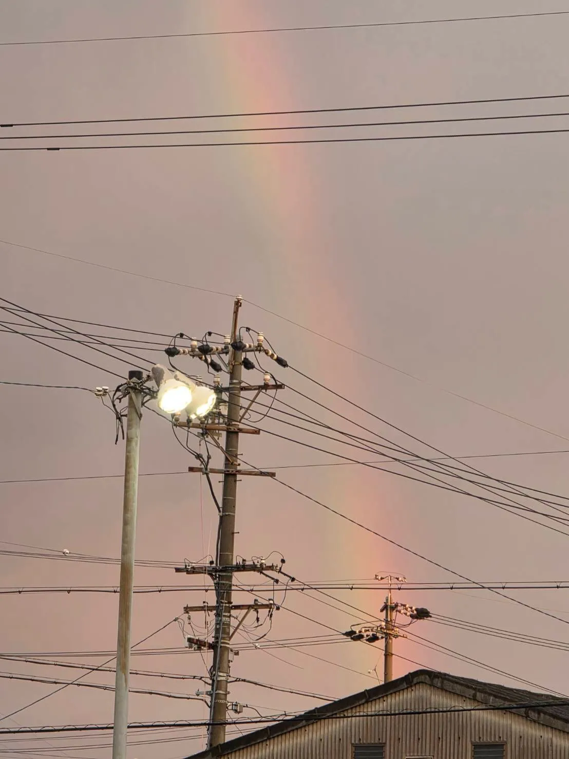 虹🌈久々にみました。