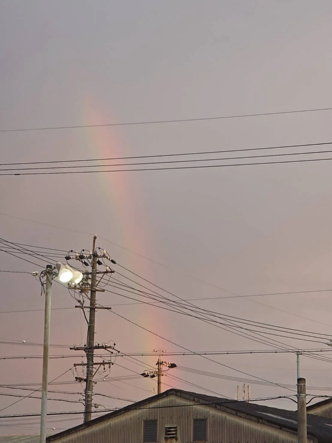 虹🌈久々にみました。