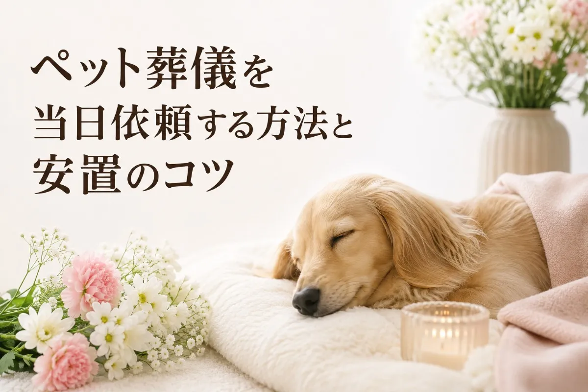 ペット葬儀を当日依頼する方法と安置のコツ