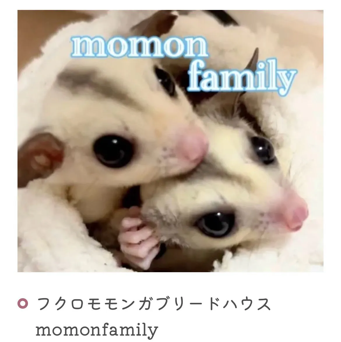中川区にあるフクロモモンガブリーダーさんのご紹介