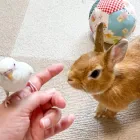 ペット火葬料金