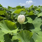 愛西市　トップ