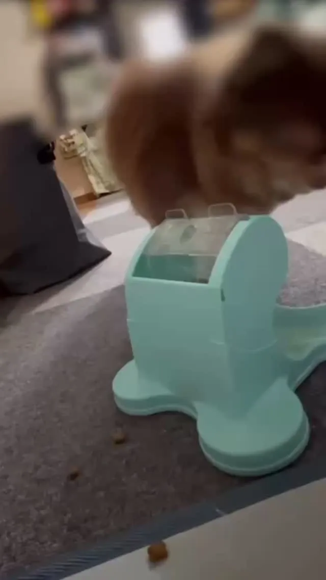 久しぶりにチョコちゃん宅へ訪問しました。